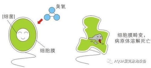 ↑臭氧杀菌原理示意图